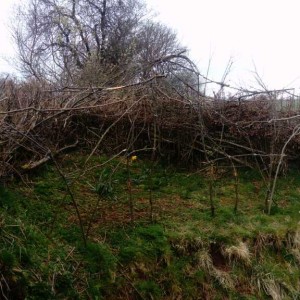 natural headge chillzone