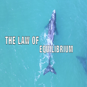 The Law of Equilibrium