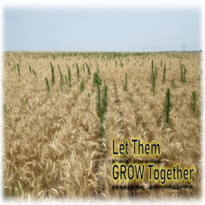 Let Them Grow Together (Matthew 13:24-30, 36-43)
