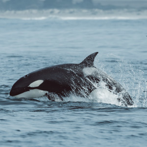 Episode 16 - Whale Watch Update, Killer Whales & Sharks