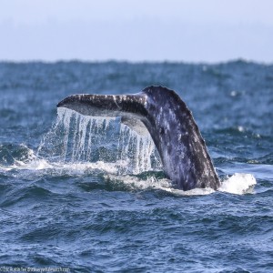 Episode 47 - Can whales be derailed by solar flares? And other whale news!