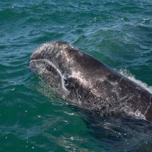 Episode 77 - All About Gray Whales