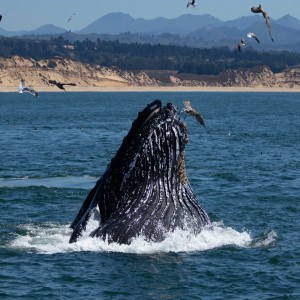 Episode 33 - Humpback Whale Updates