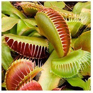 Biology Lesson 4 - Photosynthesis and Respiration