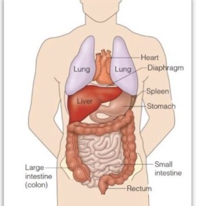 Biology Lesson 2 - Organisation