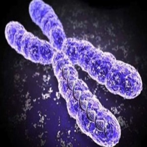 Biology Lesson 6 Part 2 - Genetic Inheritance