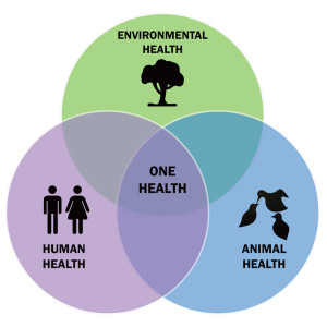 Understanding Emerging Zoonotic Diseases on a Global Scale with Dr. Tracey Goldstein