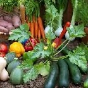 It's Time To Plant Like a Boomer
