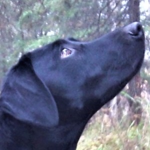 Single Marks and the AKC Junior Retriever Hunting Test