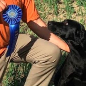 Retriever Line Manners: From Your Truck to The Line