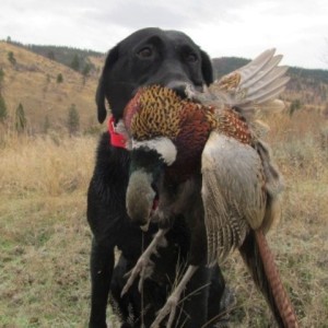 Unconventional Retriever Drills