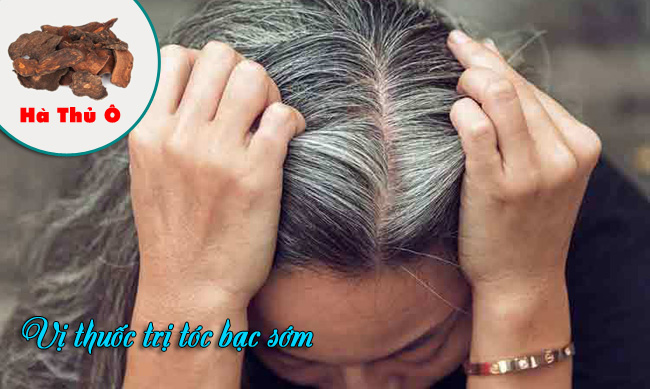 Cách chữa trị tóc bạc sớm hiệu quả bằng hà thủ ô