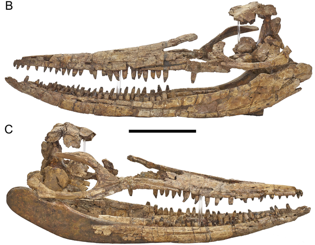 On the FOSSIL Record episode 1 - Dean’s Protoichthyosaurus