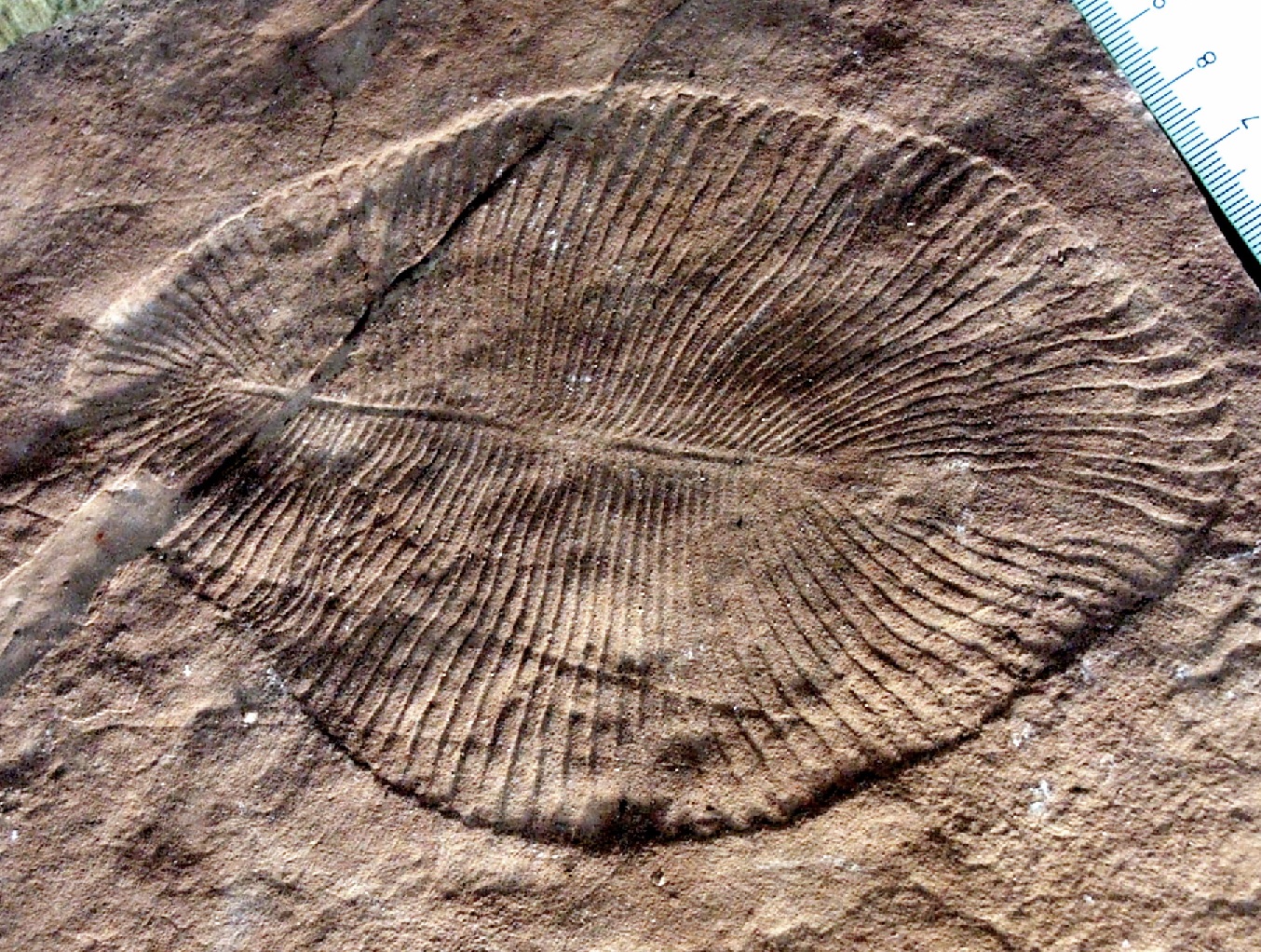 On the FOSSIL Record episode 2: The Cambrian Explosion