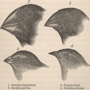 The Evolution of Ethics