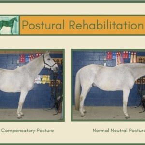 Episode 138: Dr. Karen Gellman talks Posture!