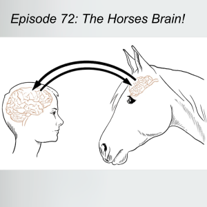 Episode 72: The Horses Brain!