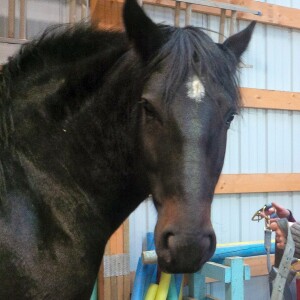 Episode 137: Answering Your Horse Business Questions