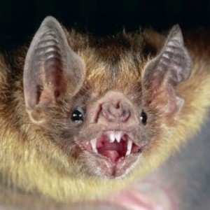 BTL #362 - Rabid Bats - 8/10/20