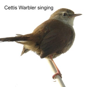 Cettis Warbler singing