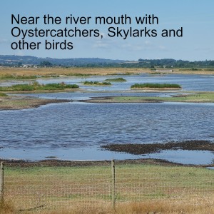 Near the river mouth with Oystercatchers, Skylarks and other birds