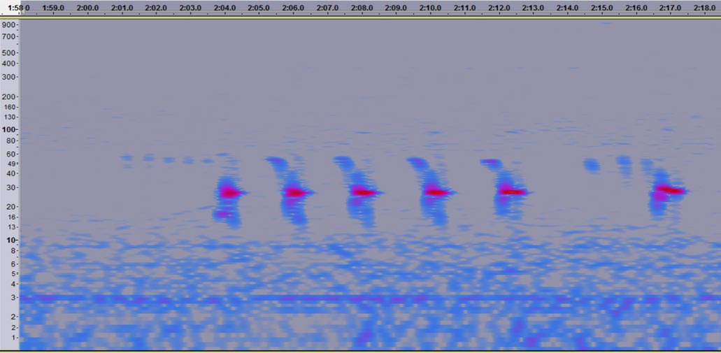 Bittern Sound Spectrogram