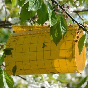 Ochrana ovocných stromov:  Optické lapače