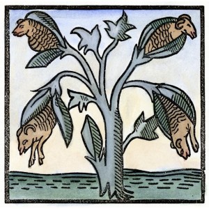 Zoophytes and the Vegetable Lamb of Tartary