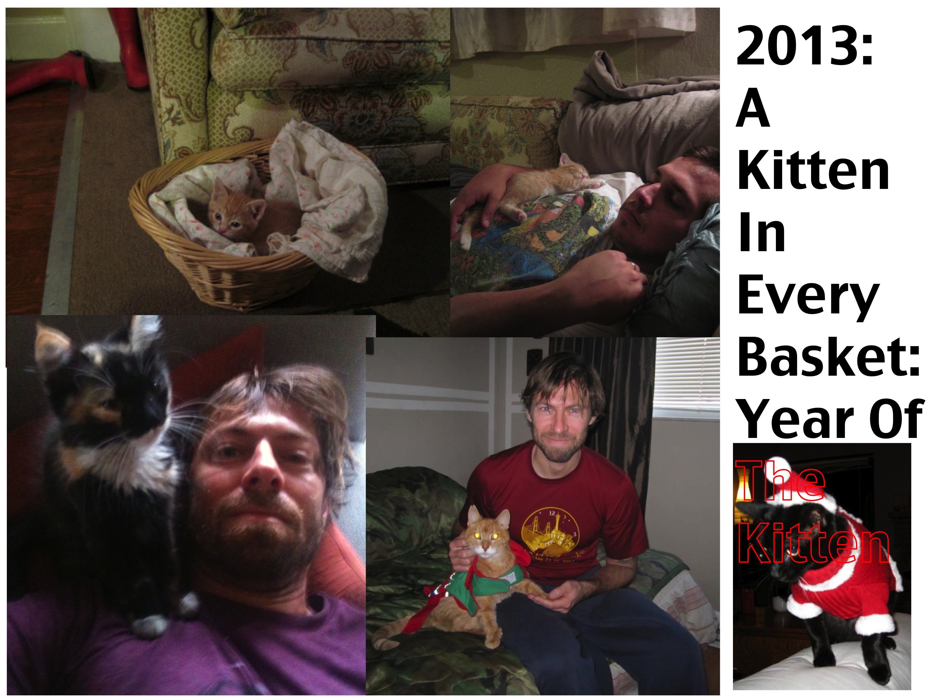 2013: A Kitten In Every Basket: Year Of The Kitten