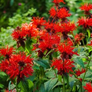 7 - Bee Balm and Starting from Seeds