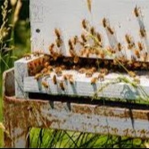 2 Spring Beekeeping - Humming A Garden Song