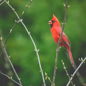 6 - Thank you, Cardinal