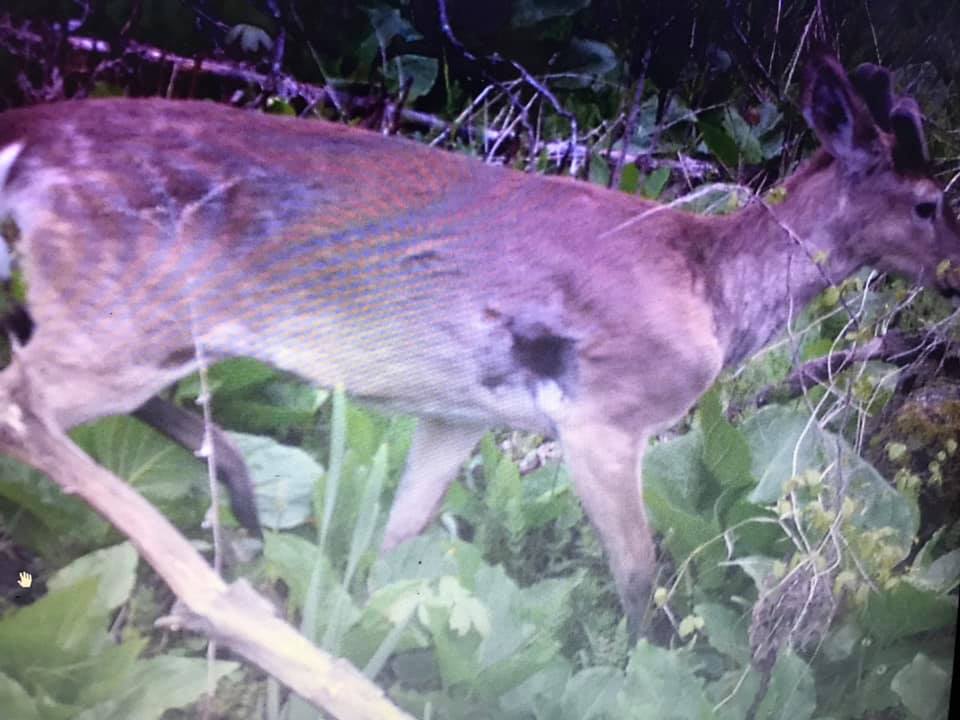 #20 Matt Thielking - The Zombie Buck