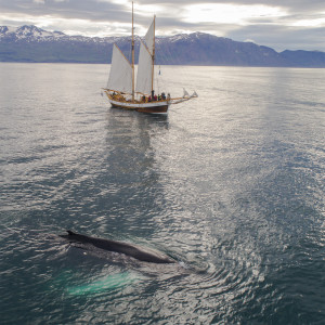 A Man, A Whale, and The End of the World