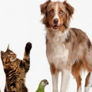 All About Pets April 4 2023 Spring Tips