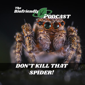 Don‘t Kill That Spider!