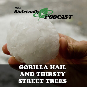 Gorilla Hail and Thirsty Street Trees