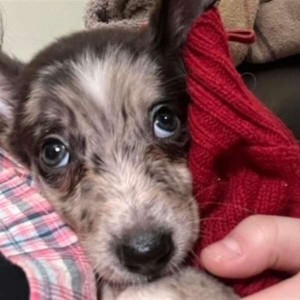 Podcast: Dartford woman devastated after Border Collie puppy dies