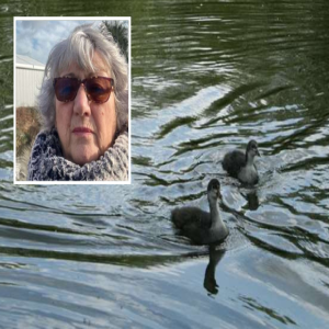 Podcast: Woman fined £100 for feeding ducks a slice of bread on River Medway in Tonbridge