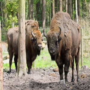 Podcast: Million pound project will see bison able to roam Kent woodland