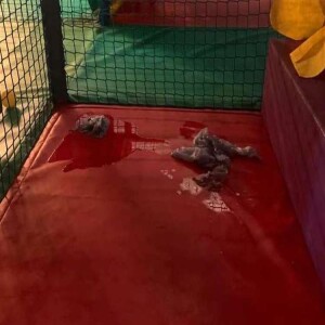 Podcast: Soft play at Ashford’s Stour Centre branded ’filthy’ and ’disgusting’