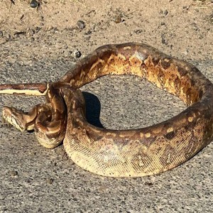 Podcast: Cyclists find huge snake on country lane in Reculver near Herne Bay