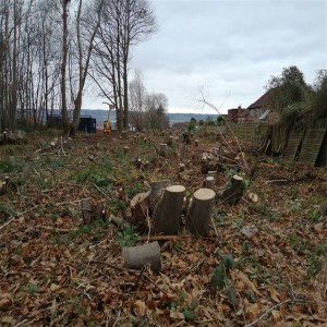 Podcast: Anger over coppicing of trees by Croudace homes along path between Allington and Maidstone hospital