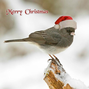 Christmas Rerun: The Bird’s Christmas