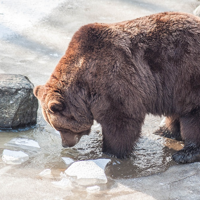 why-the-bear-has-a-short-tail