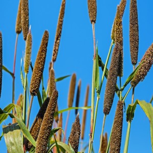 Magezi and the Finger of Millet