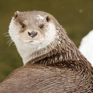 How Old Mr. Otter Learned To Slide