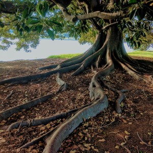 The Geese and the Fig Tree