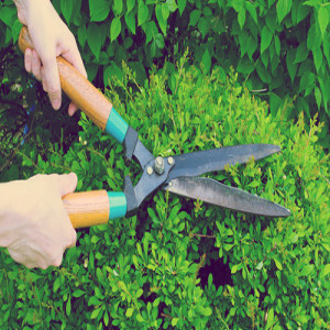 Tame the Overgrown Plants with Effective Garden Maintenance Tips