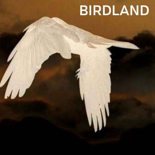Birdland Exhibition - Mount Victoria Museum